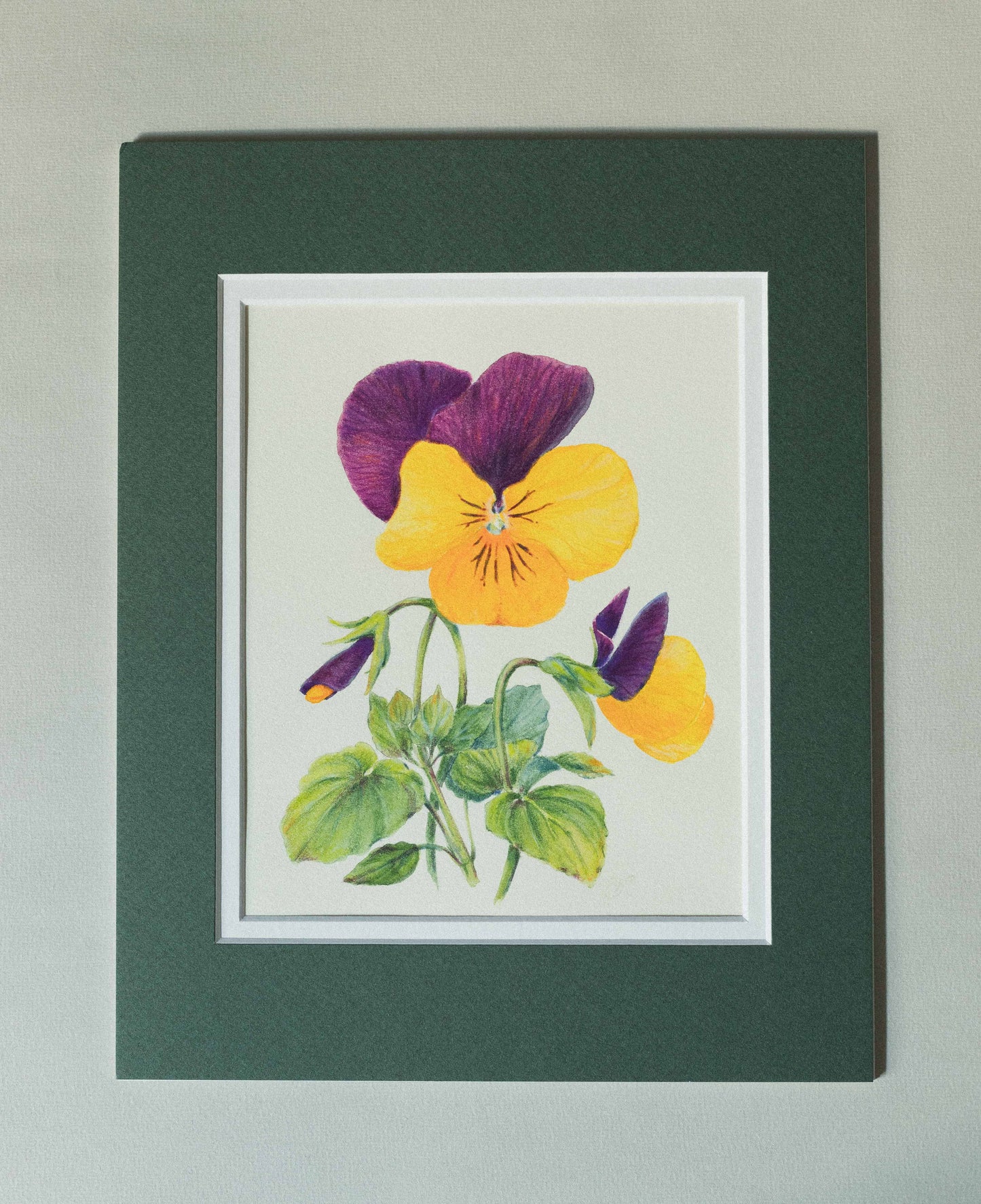 'Pansies' mixed media illustration. 8x6in