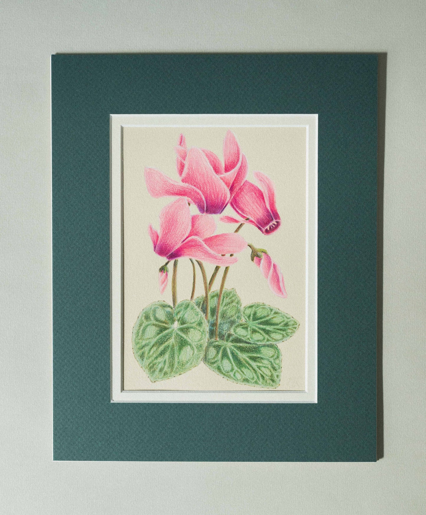 'Cyclamen' mixed media illustration. 8x6in