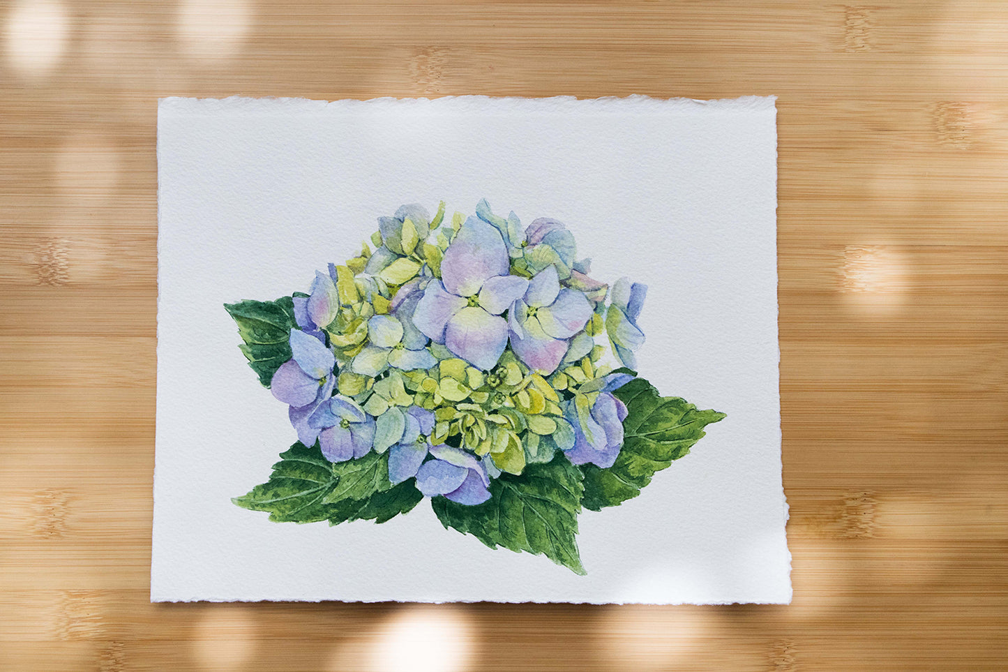 'Coming into Bloom' Original Blue Hydrangea watercolor illustration. 8x10in