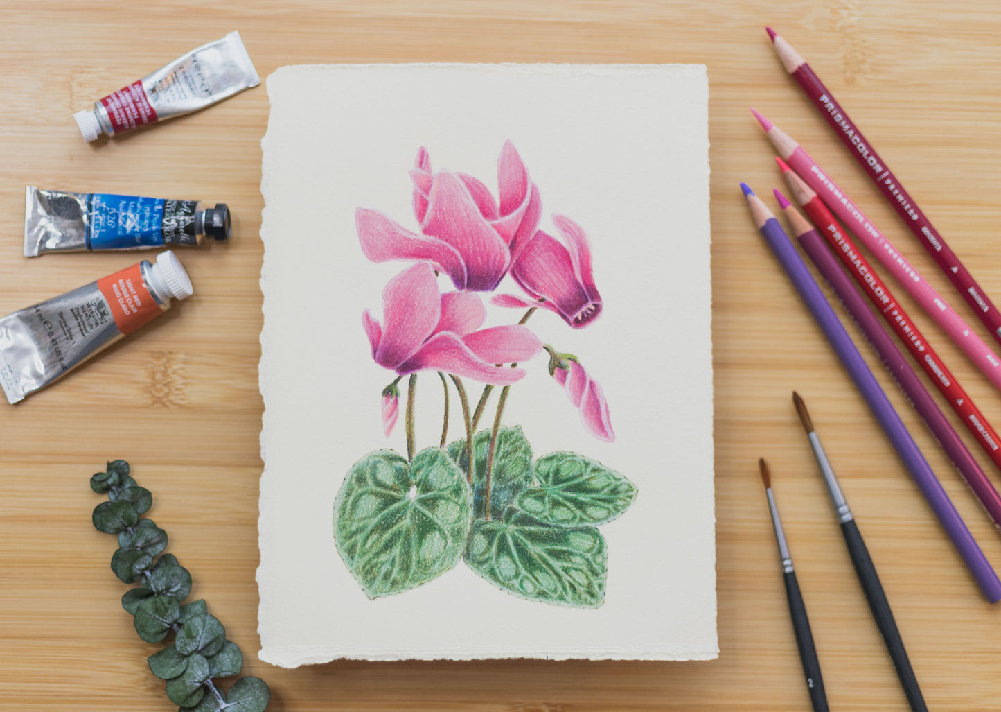 'Cyclamen' mixed media illustration. 8x6in