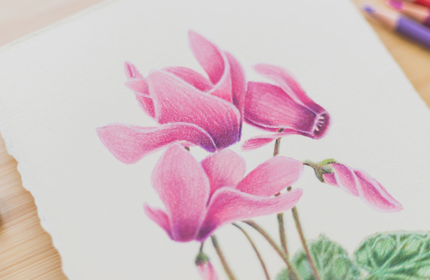 'Cyclamen' mixed media illustration. 8x6in