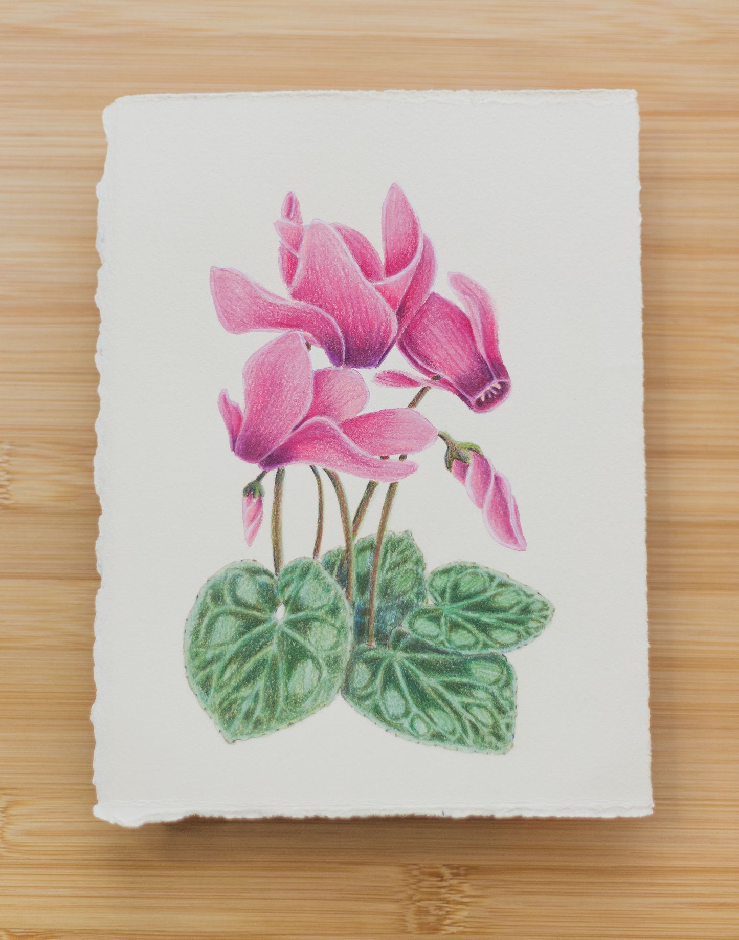 'Cyclamen' mixed media illustration. 8x6in