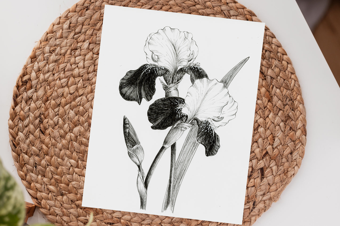 'Heirloom Irises' Original Ink Illustration. 8x10in