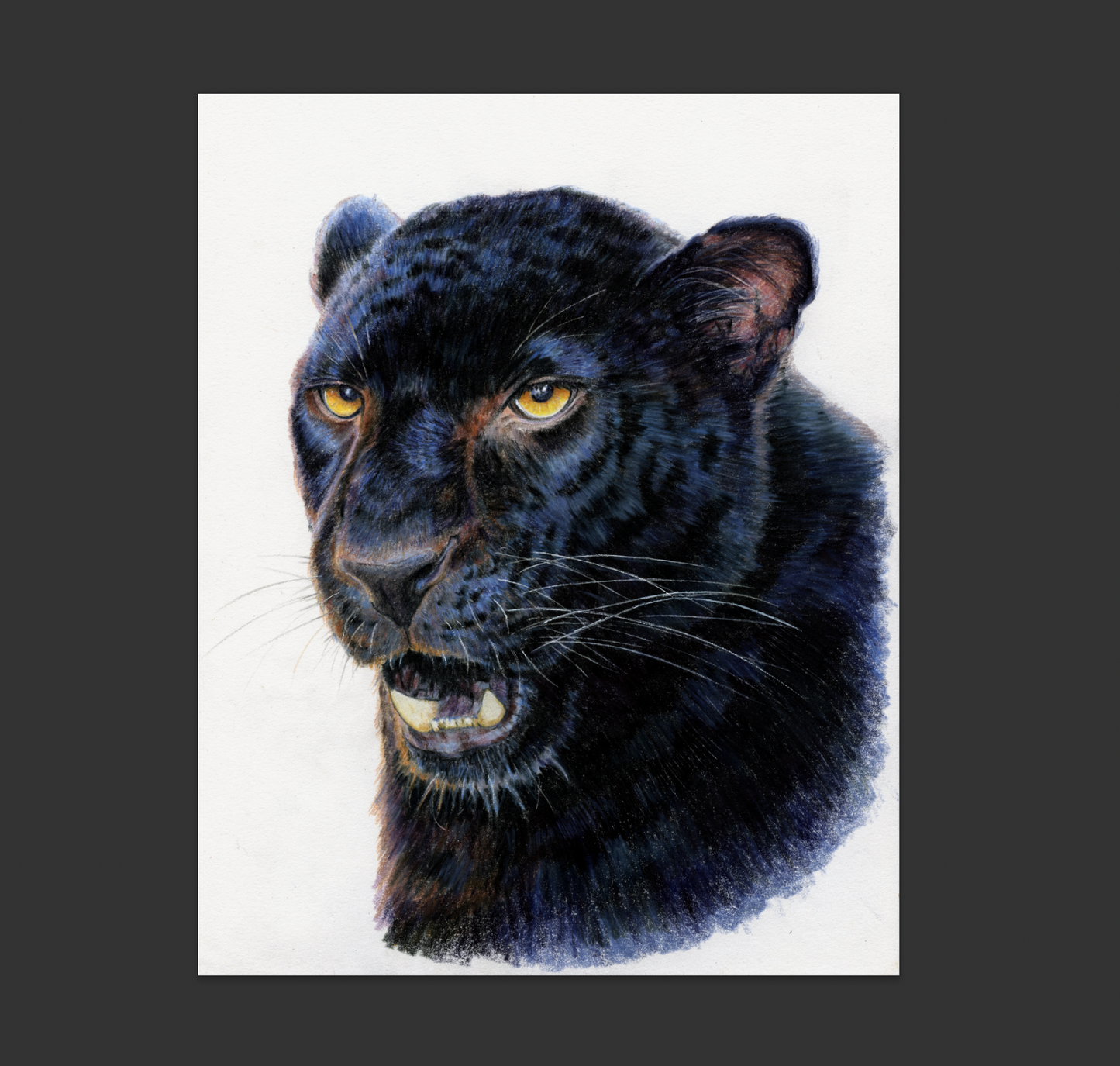 "Shadow" Original color pencil Panther drawing. 8,5x 11. Unframed