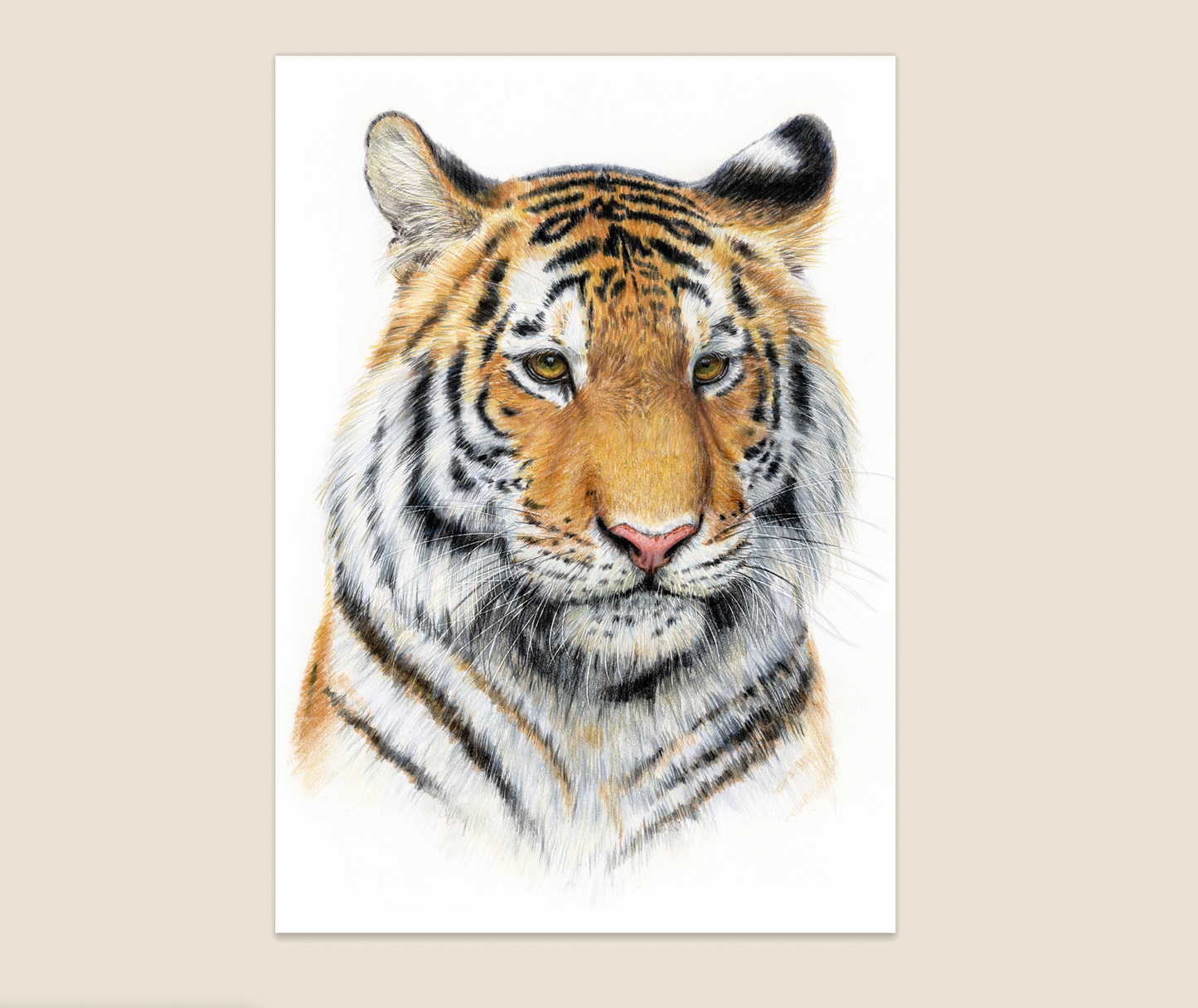 Tiger, original color pencil drawing, 11x14, unframed