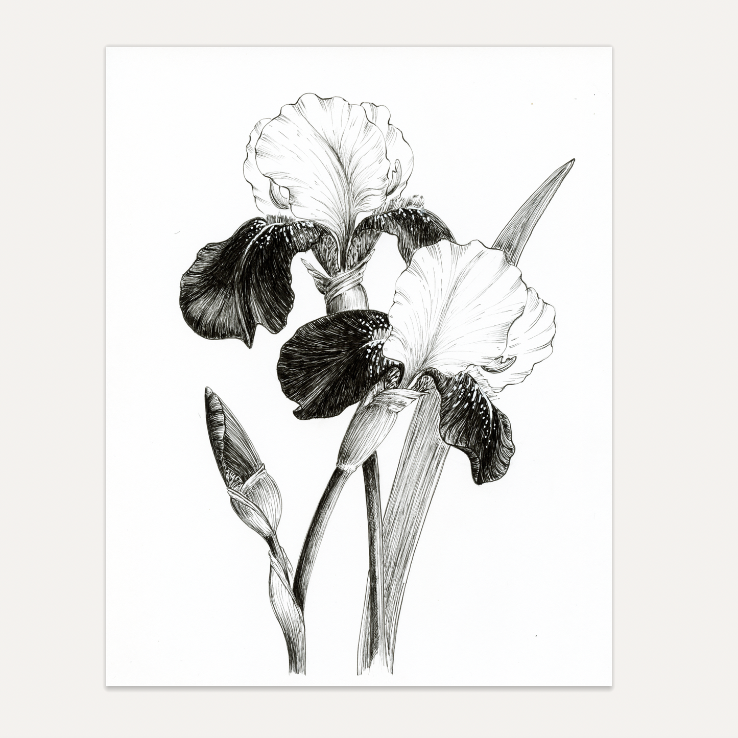 'Heirloom Irises' Original Ink Illustration. 8x10in