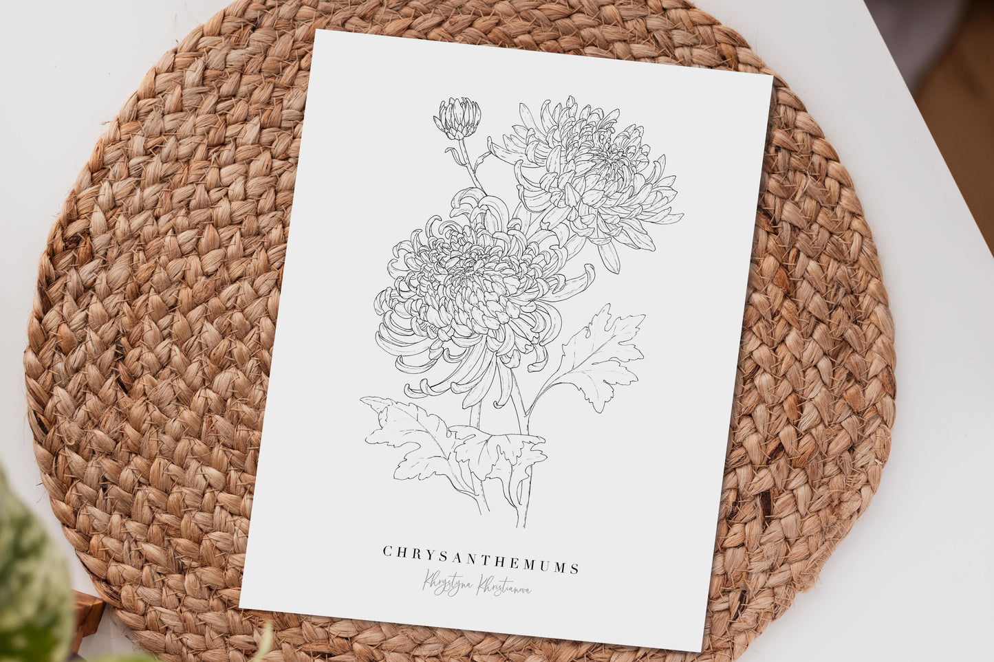 'Chrysanthemums' giclee print. Unframed