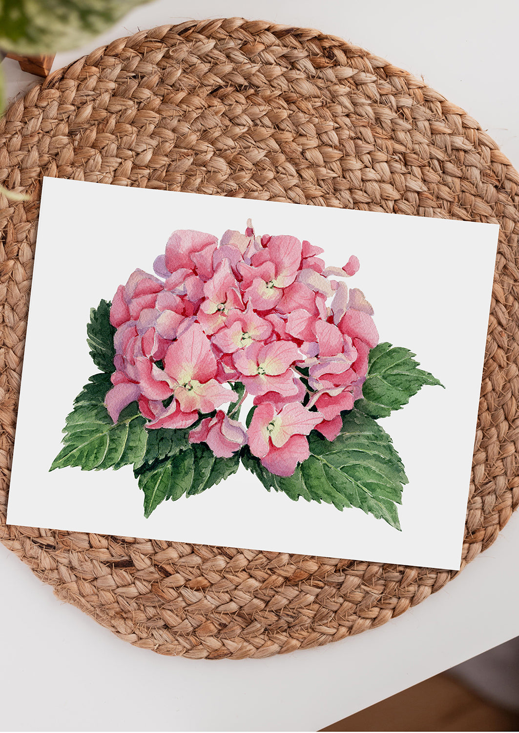 'Pink Hydrangea' giclee print. Unframed