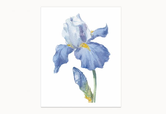 'Blue Iris' giclee print. Unframed