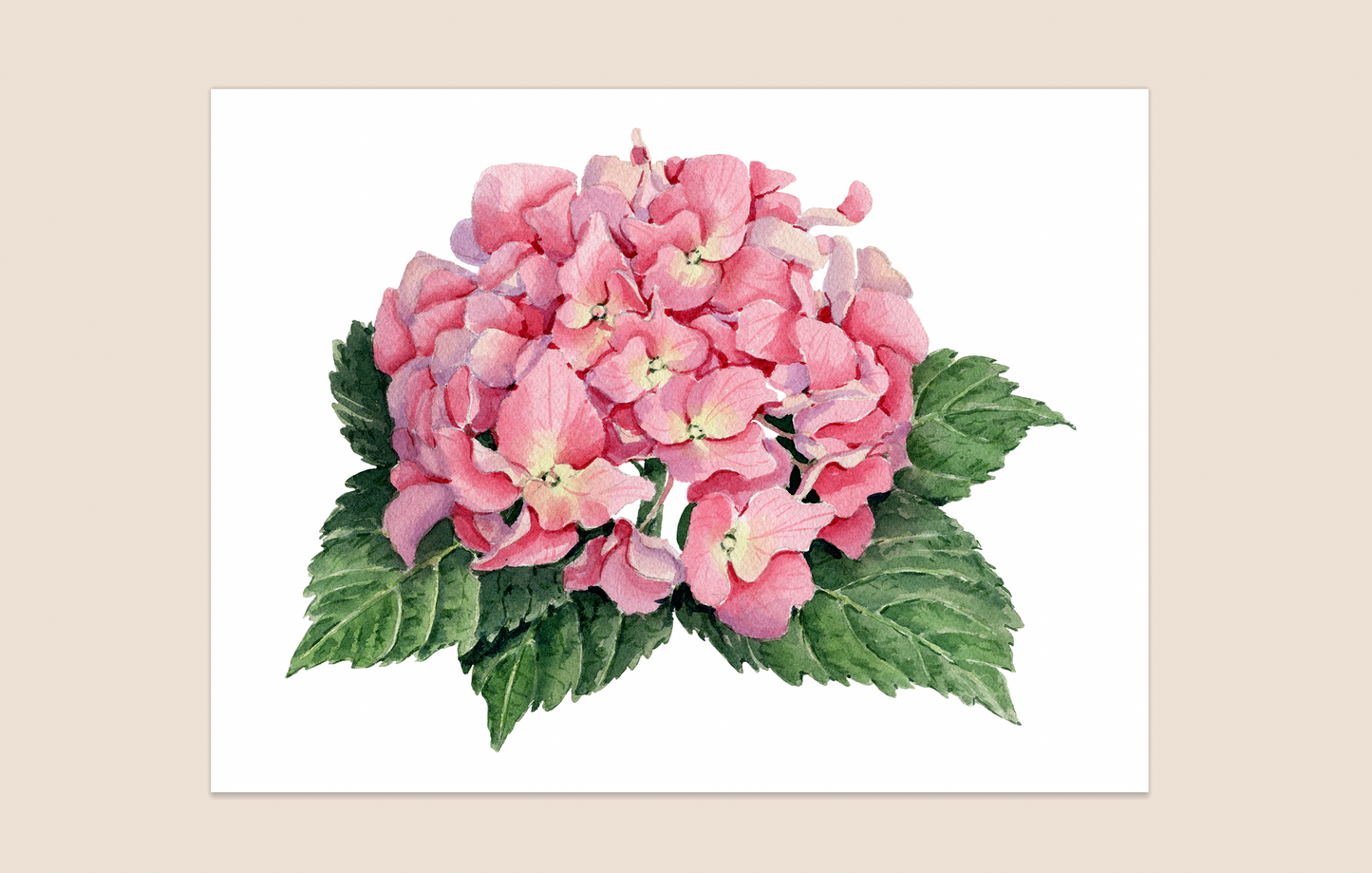 'Pink Hydrangea' giclee print. Unframed