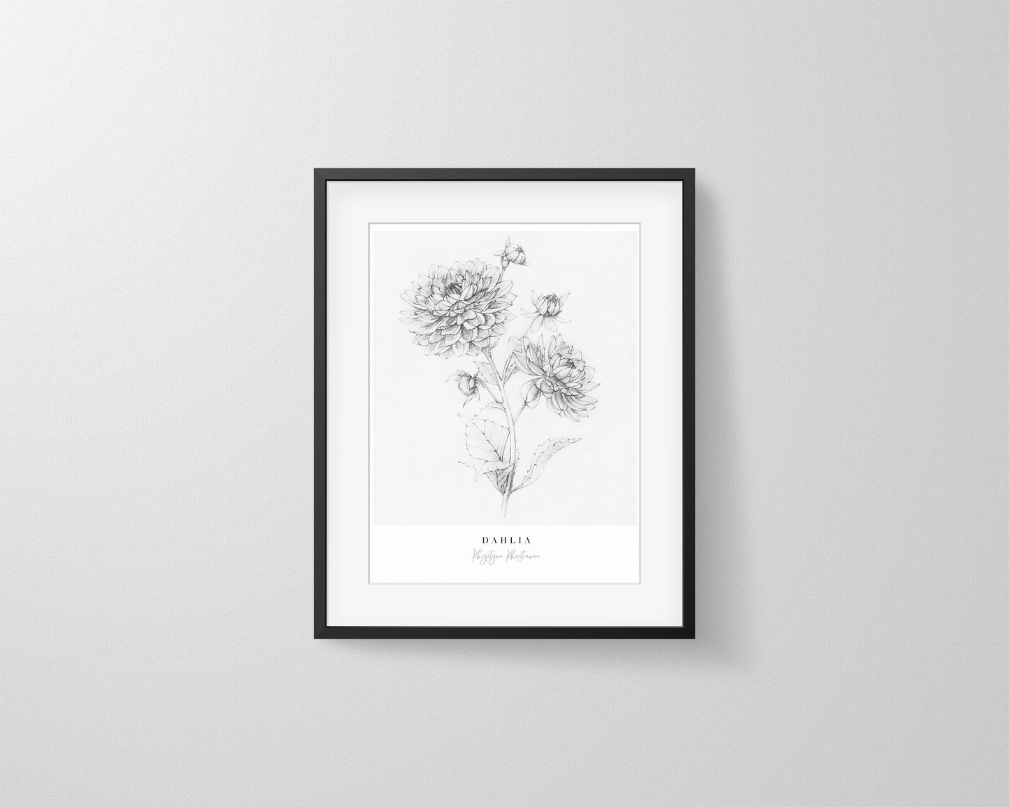'Dahlia in pencil' giclee print. Unframed