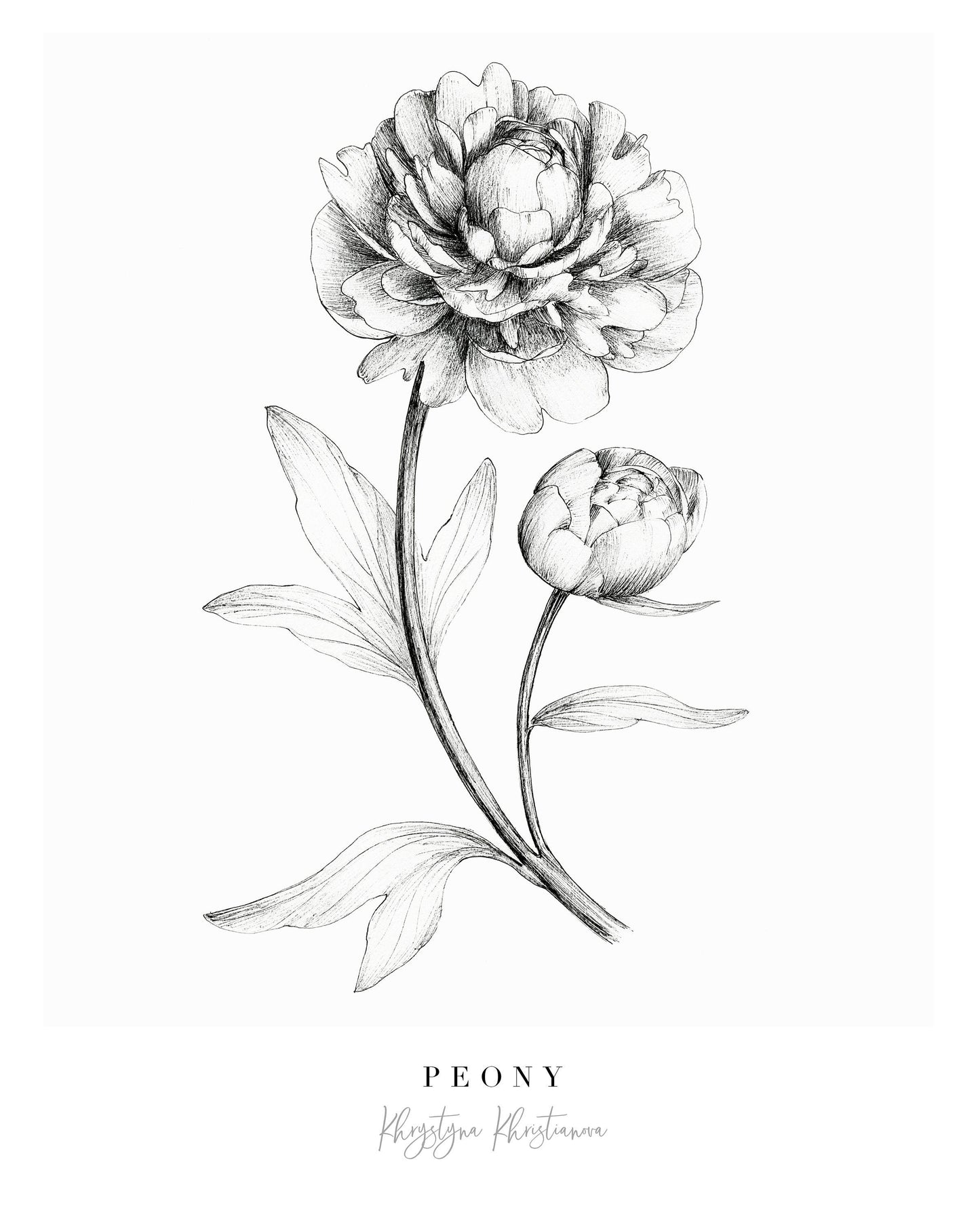 Peony ink illustration giclee print