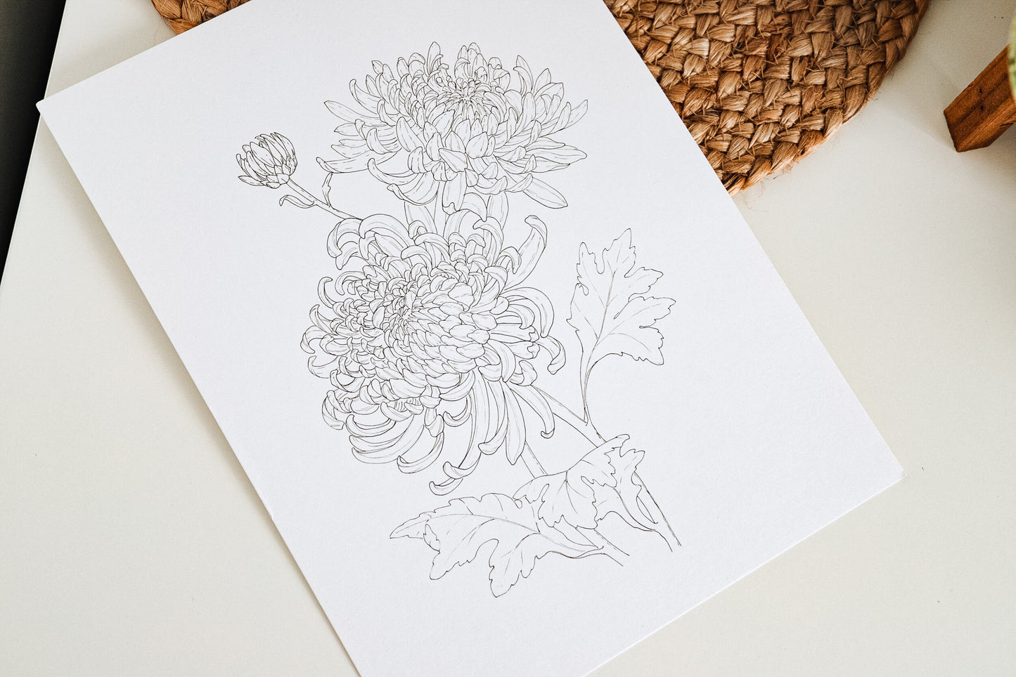 'Chrysanthemums' Original Ink Illustration. 9x12in