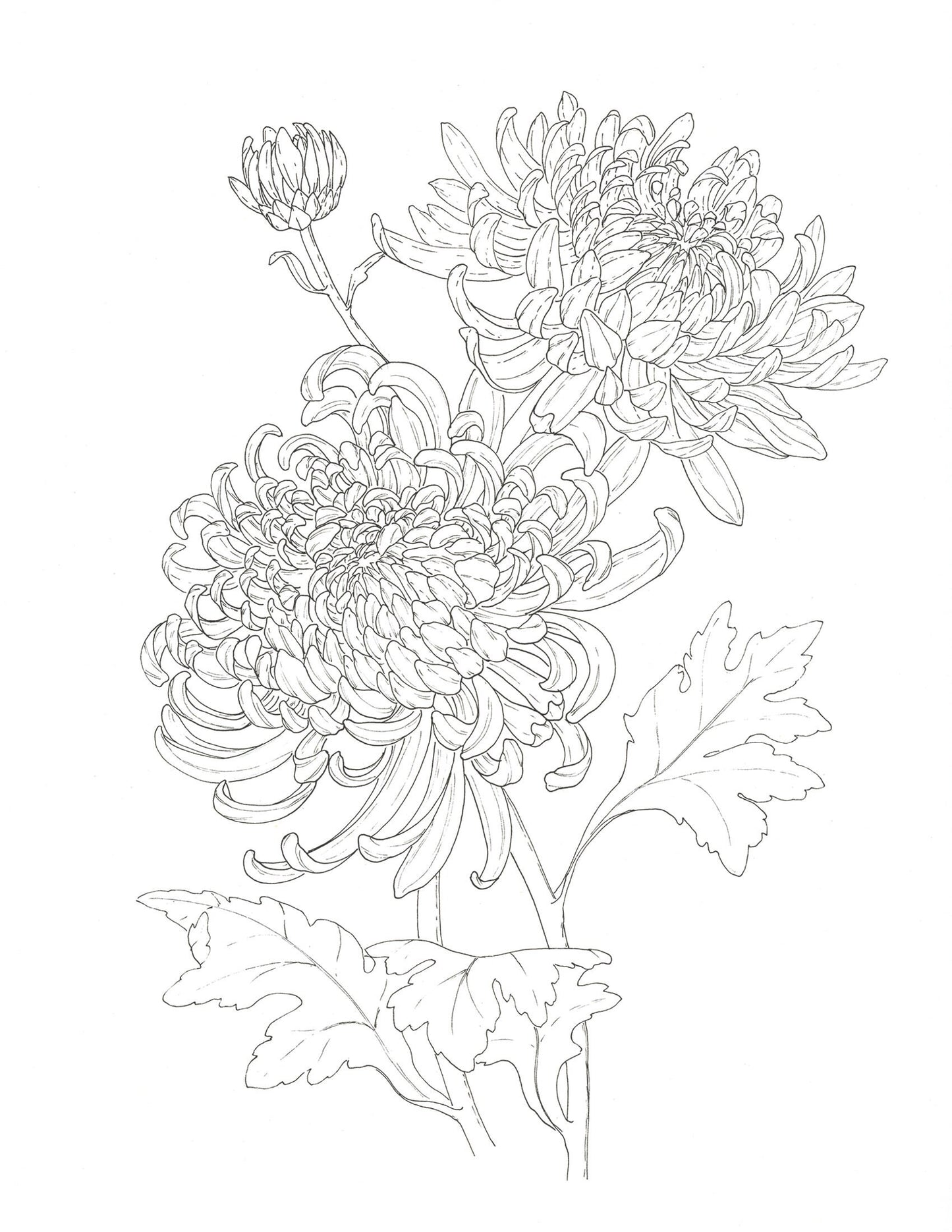 'Chrysanthemums' Original Ink Illustration. 9x12in