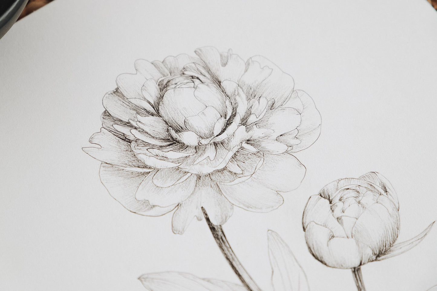 'Peony' Original Ink Illustration. 9x12in