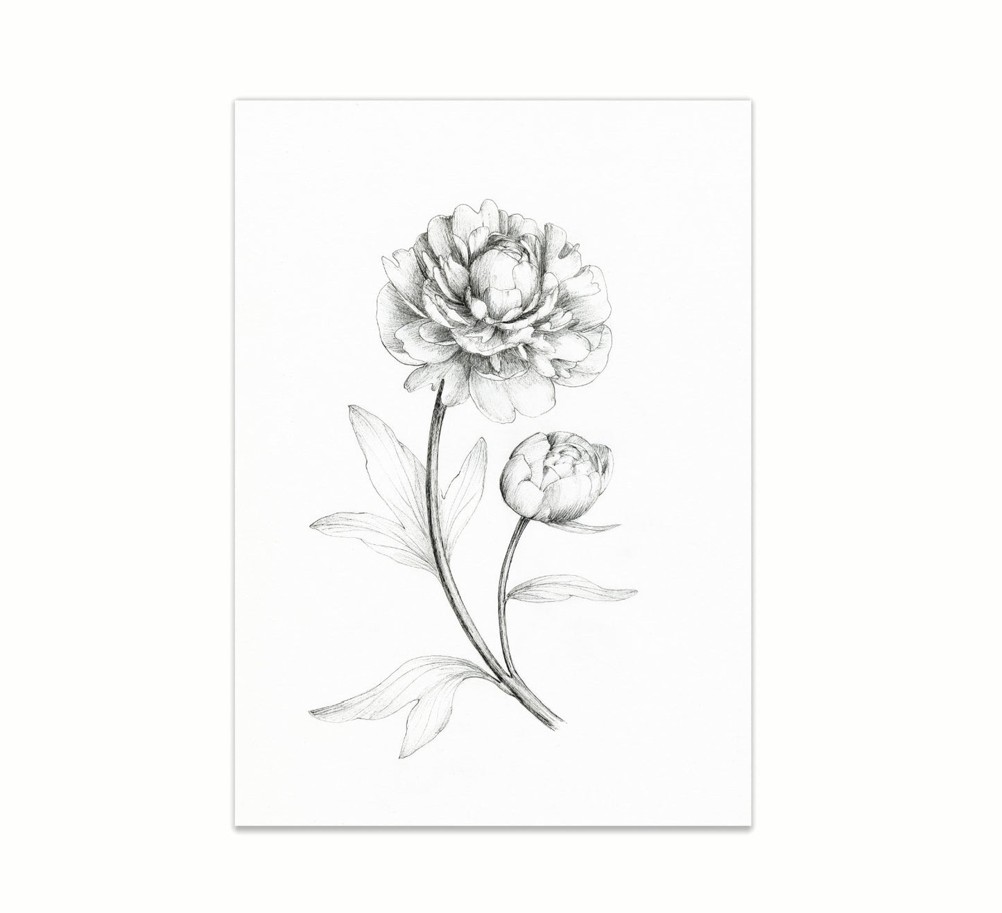 'Peony' Original Ink Illustration. 9x12in
