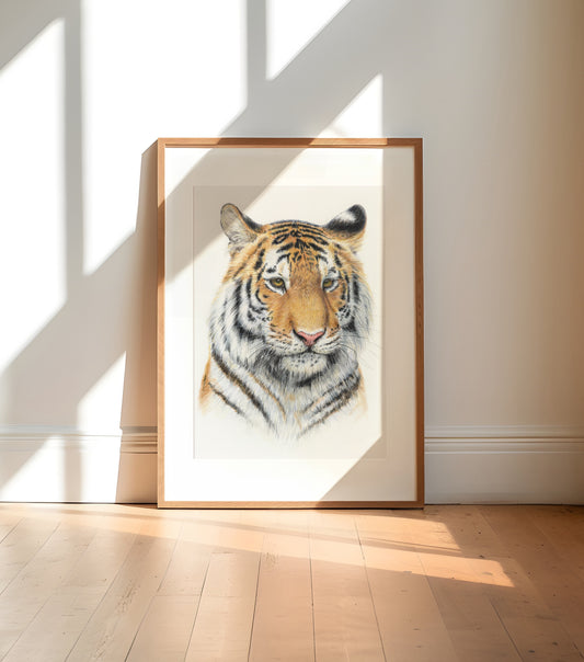 Tiger, original color pencil drawing, 11x14, unframed
