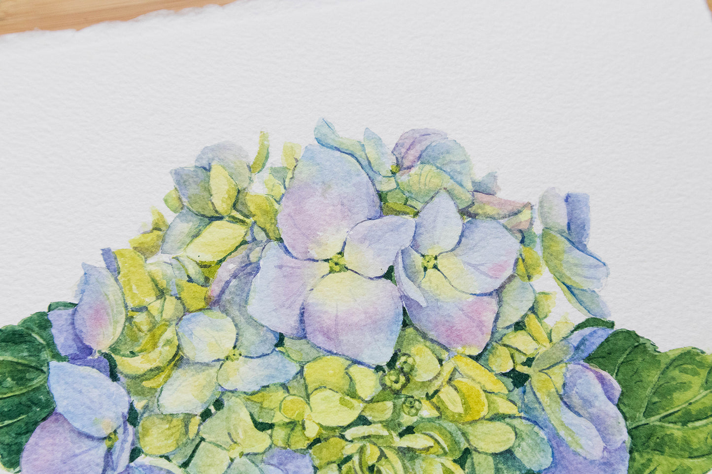 'Coming into Bloom' Original Blue Hydrangea watercolor illustration. 8x10in
