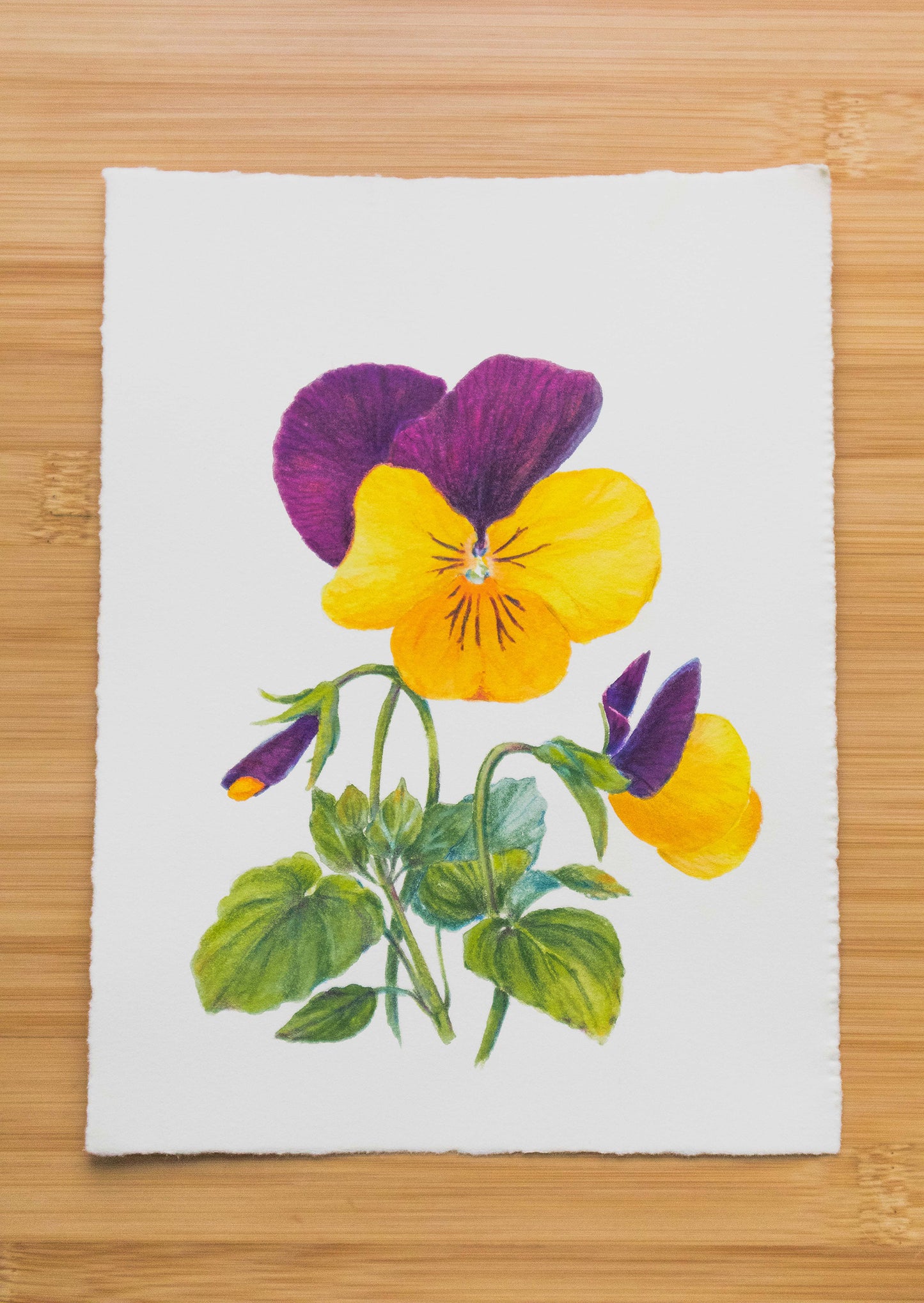 'Pansies' mixed media illustration. 8x6in