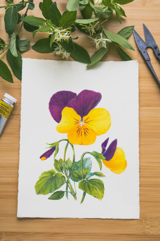 'Pansies' mixed media illustration. 8x6in