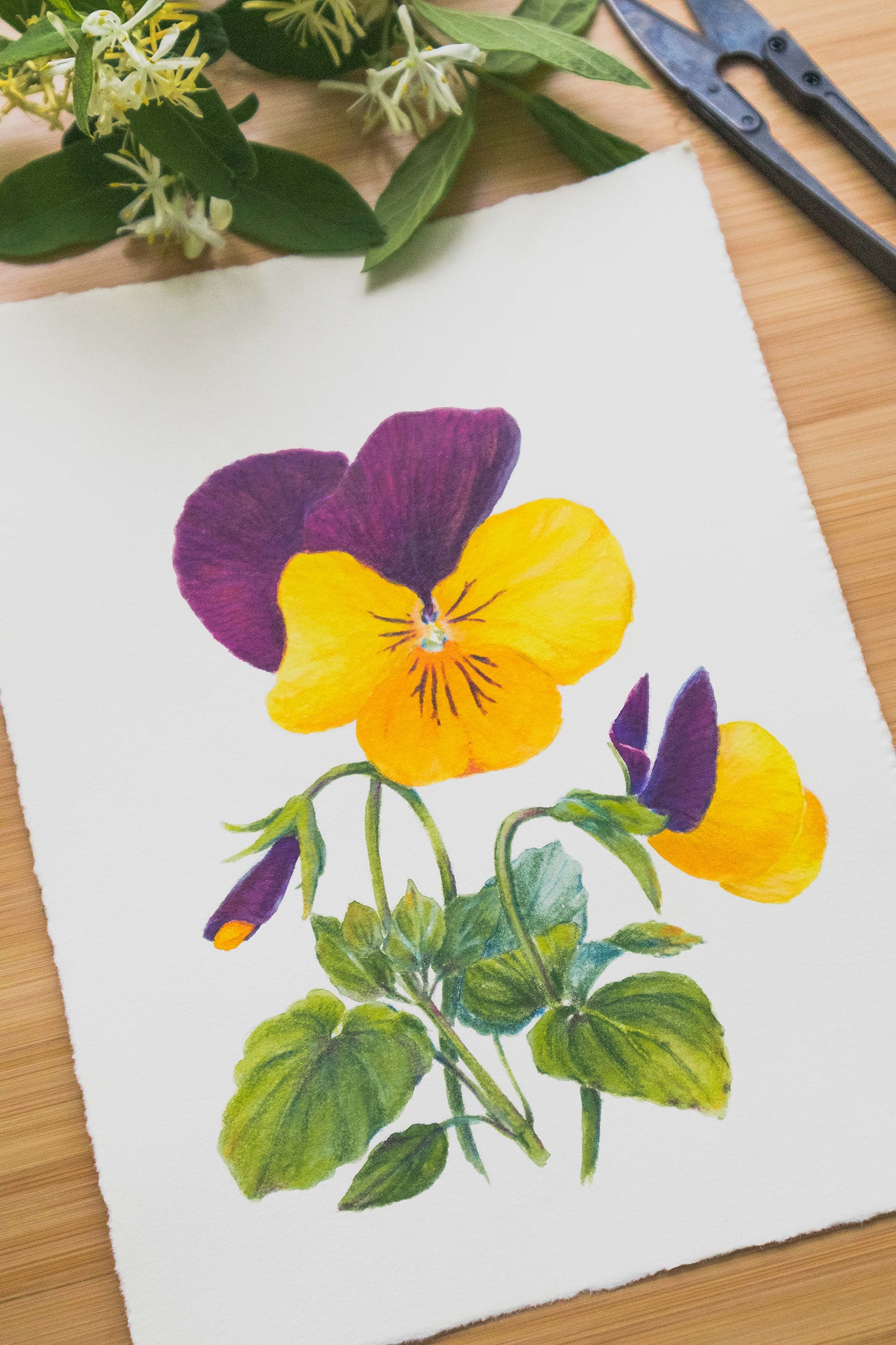 'Pansies' mixed media illustration. 8x6in