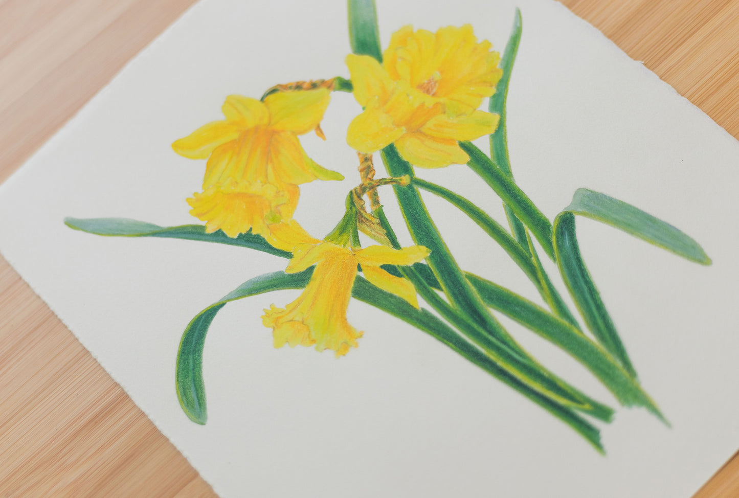 'Daffodils' mixed media illustration. 8x10in
