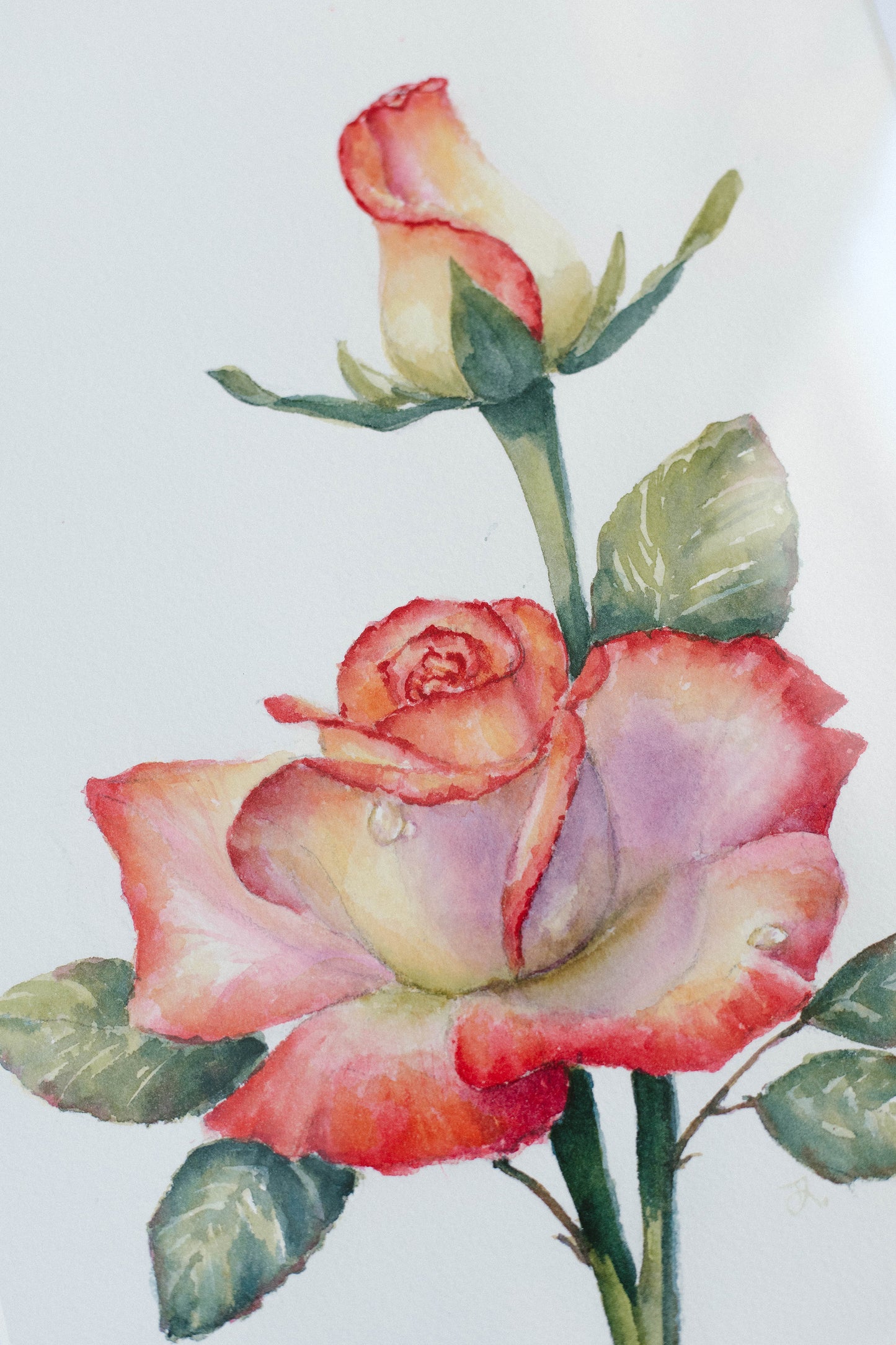 Roses, original watercolor illustration, 9x12, framed