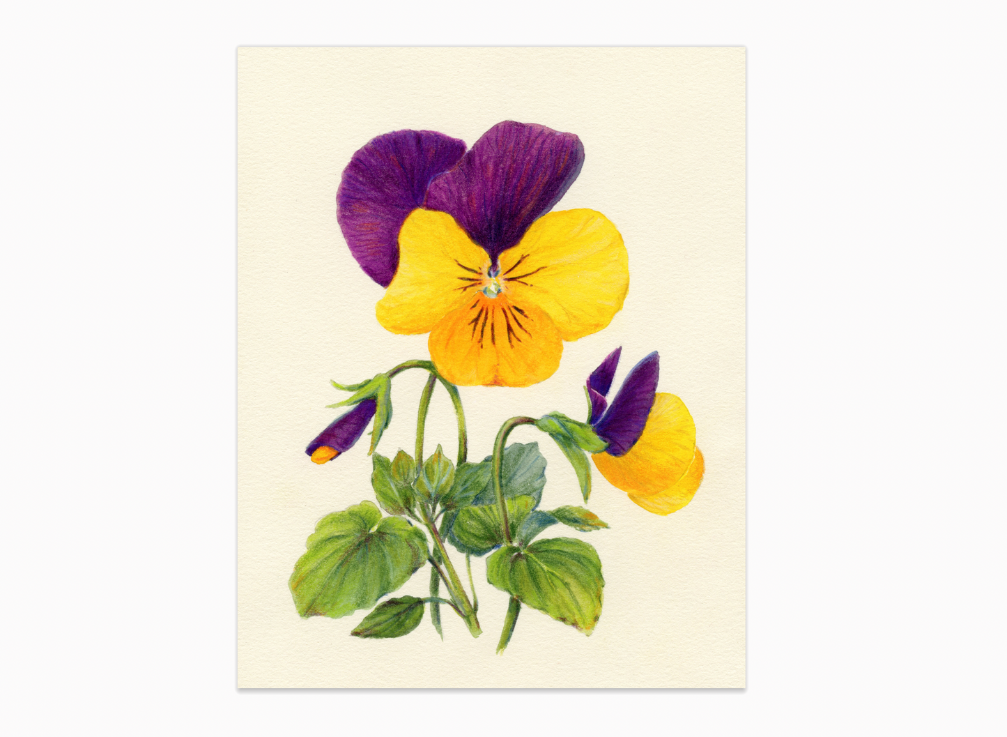 'Yellow and Purple Pansies' giclee print. Unframed