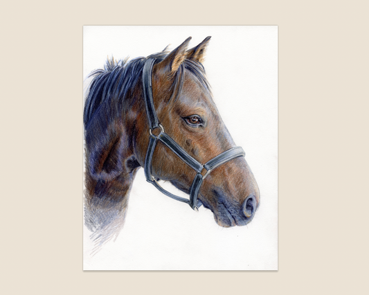 "Truffle" Original color pencil drawing. 8,5x 11. Framed