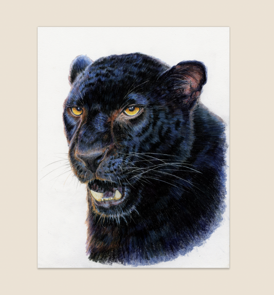"Shadow" Original color pencil Panther drawing. 8,5x 11. Unframed