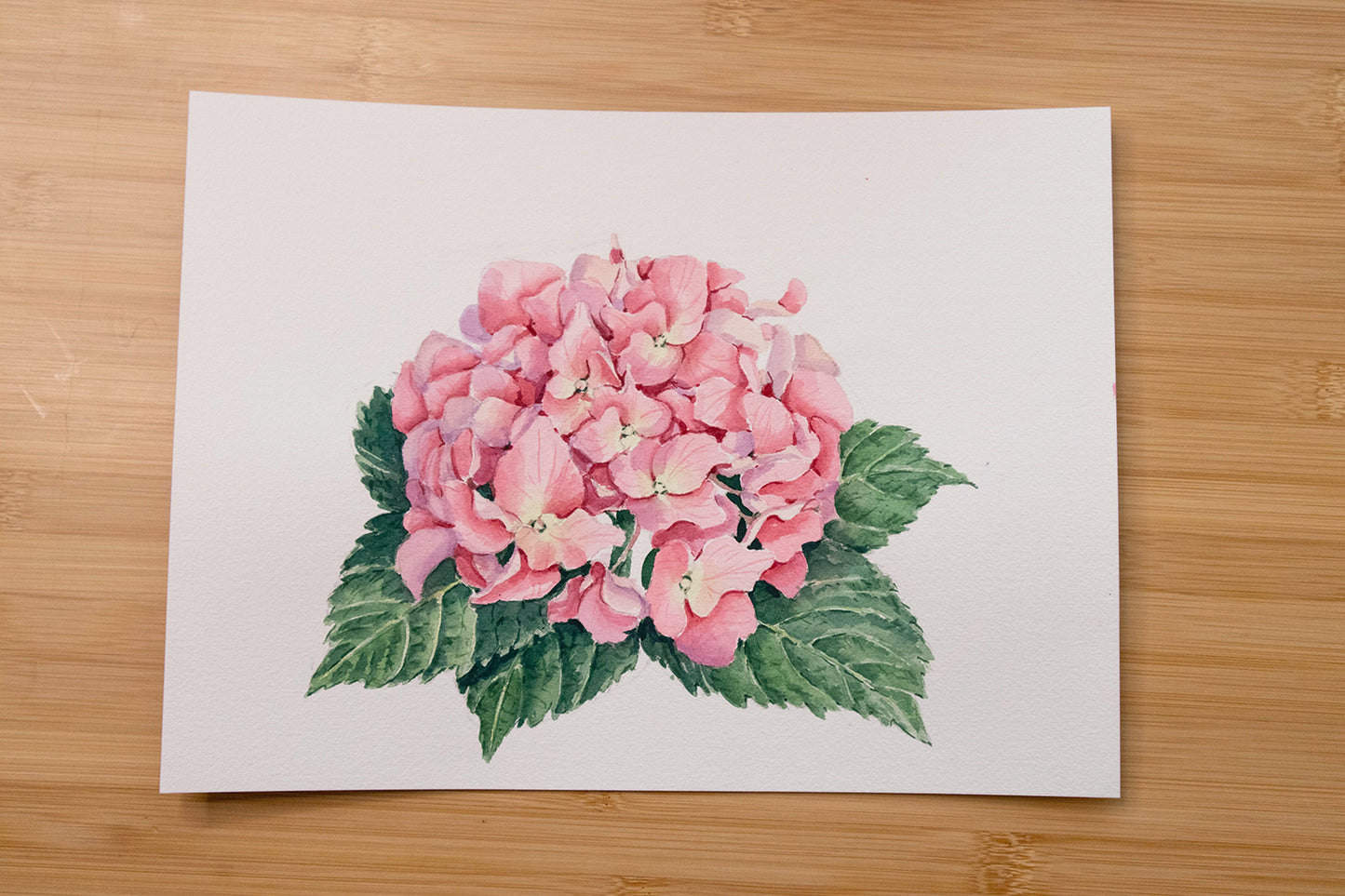 Original Pink Hydrangea watercolor illustration. 9x12in