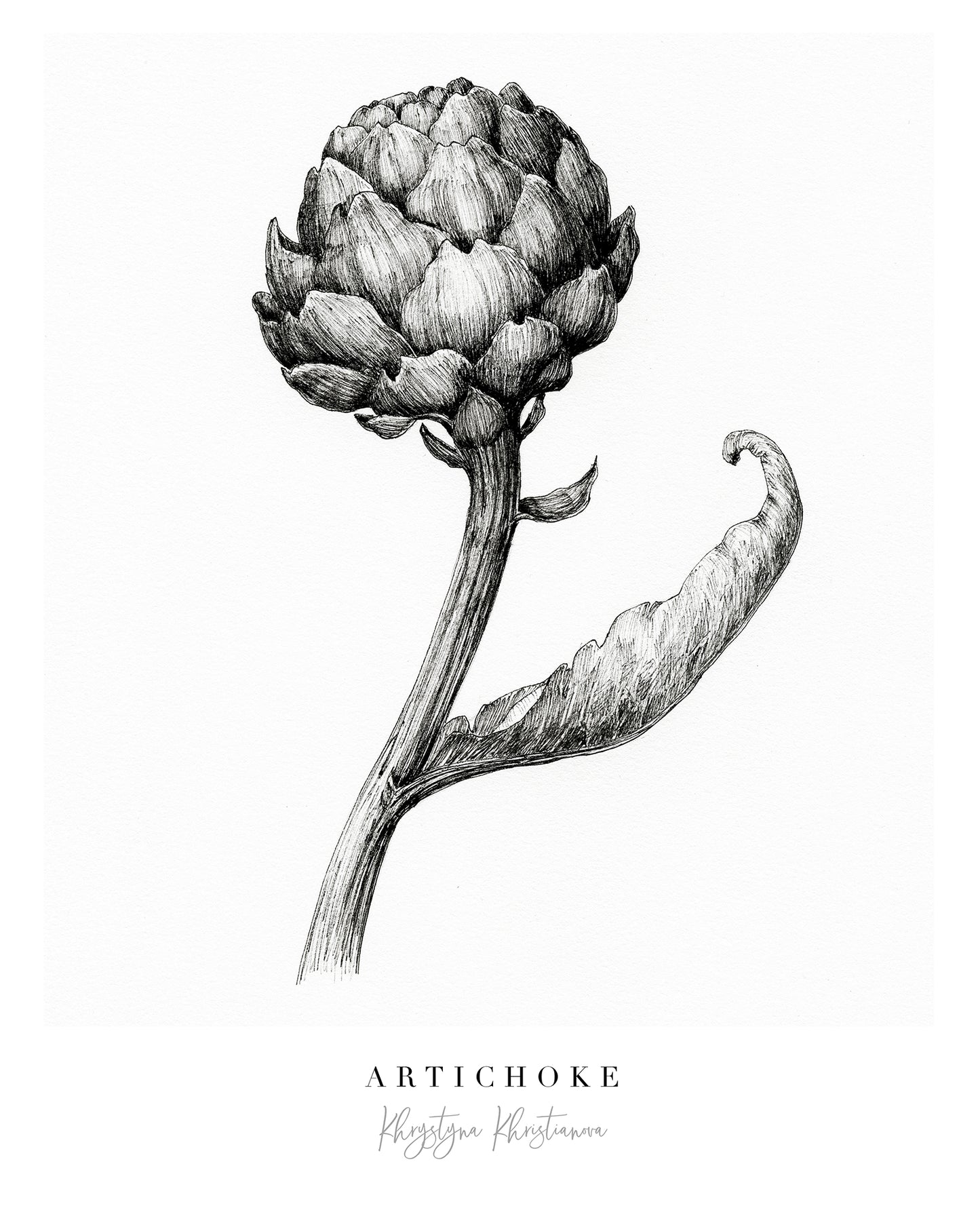 'Artichoke' giclee print. Unframed