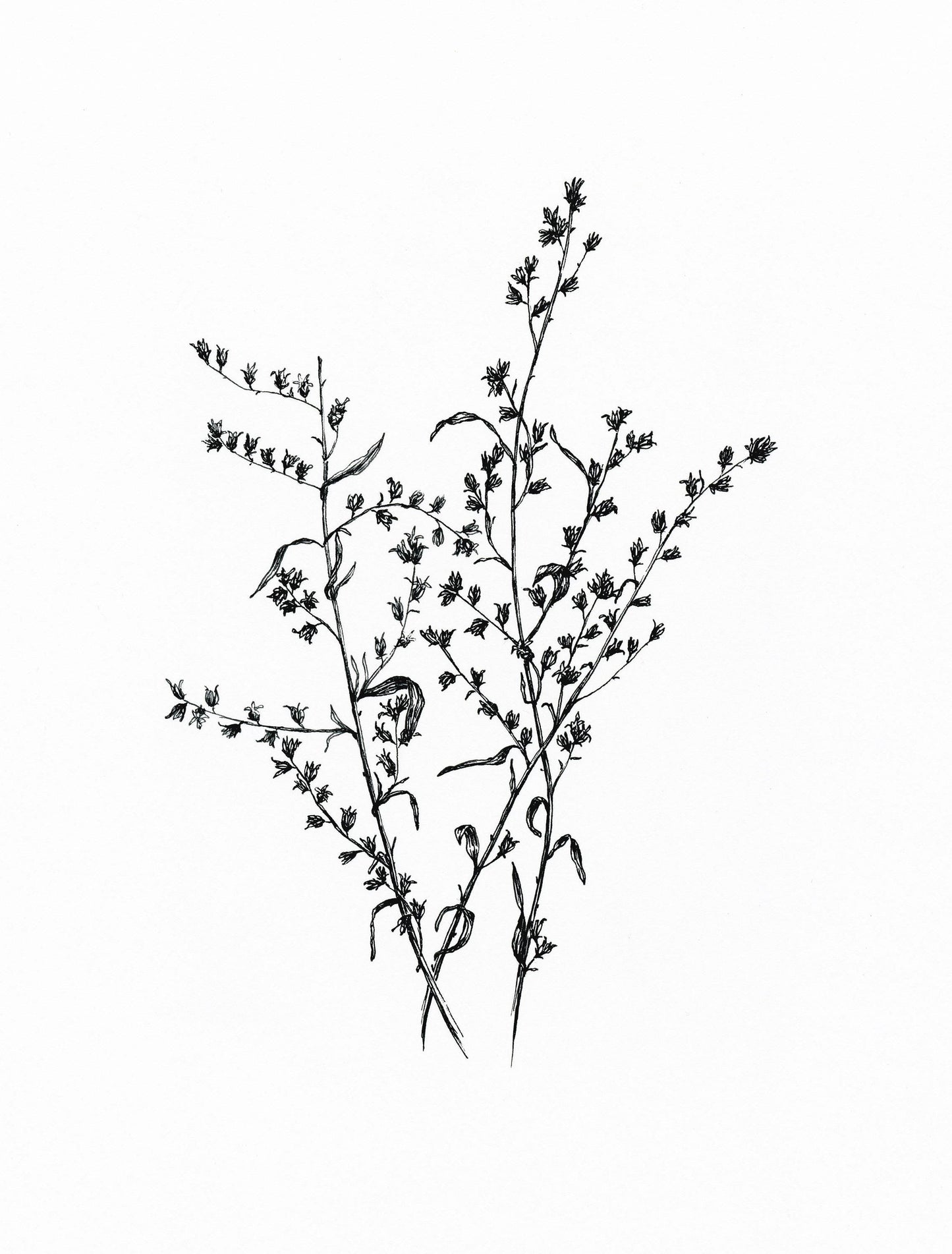 'Wildflowers' Original Ink Illustration. 8x10in