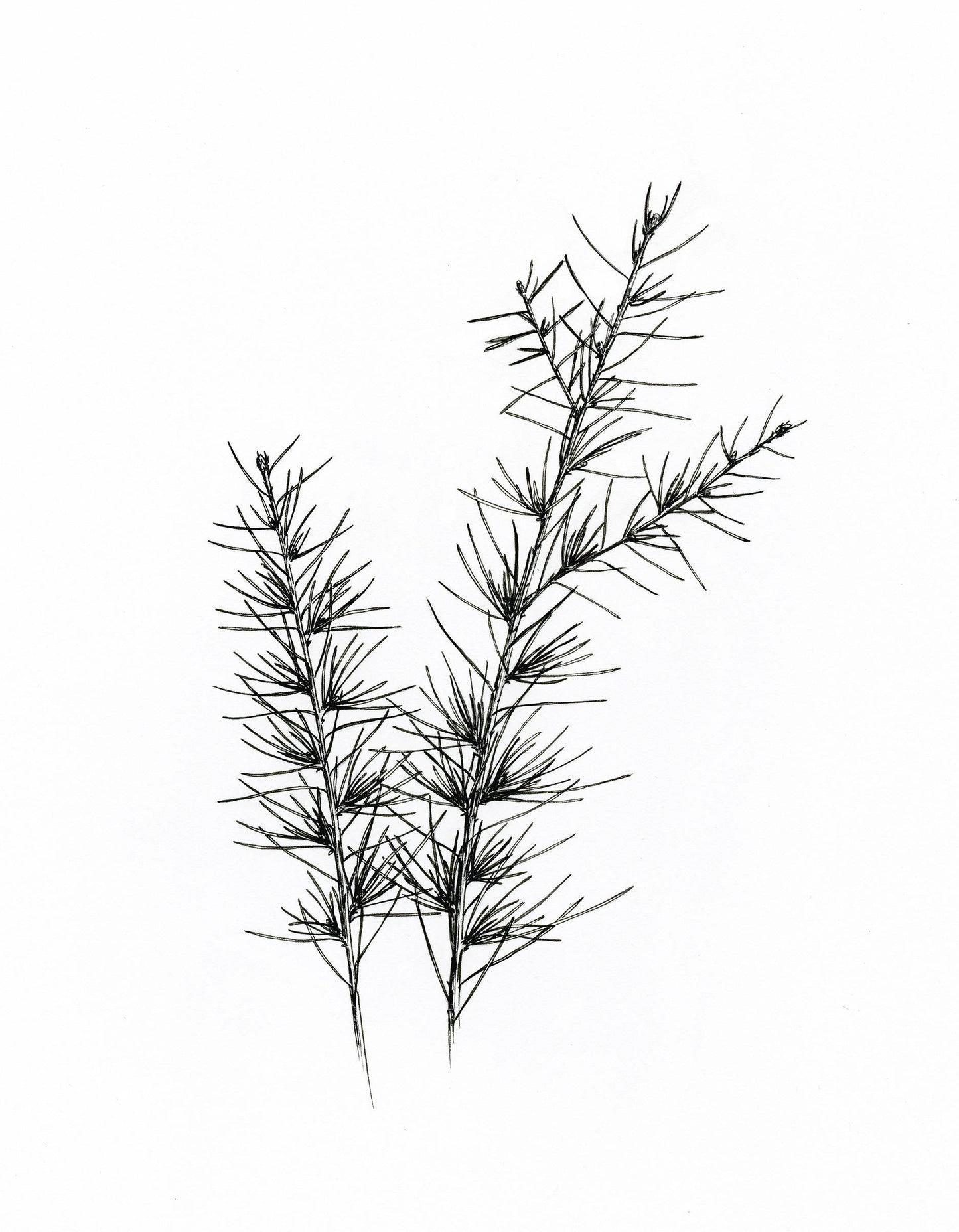 'Pine branch' Original Ink Illustration. 8x10in
