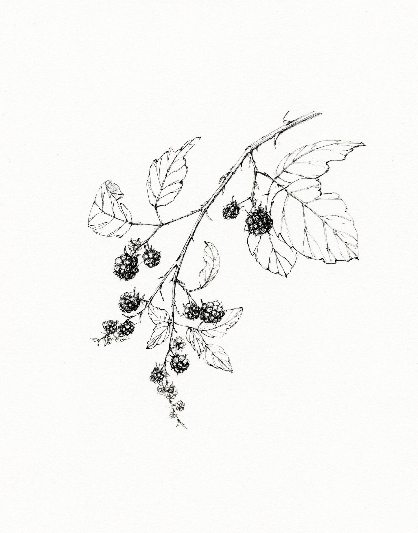 'Wild Blackberries' Original Ink Illustration,  8.5x11in