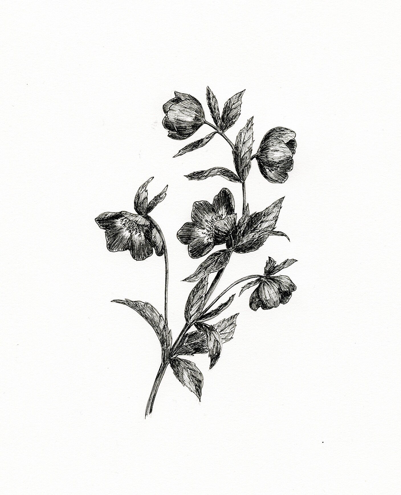 'Hellebore' Original Ink Illustration. 8.5x11in