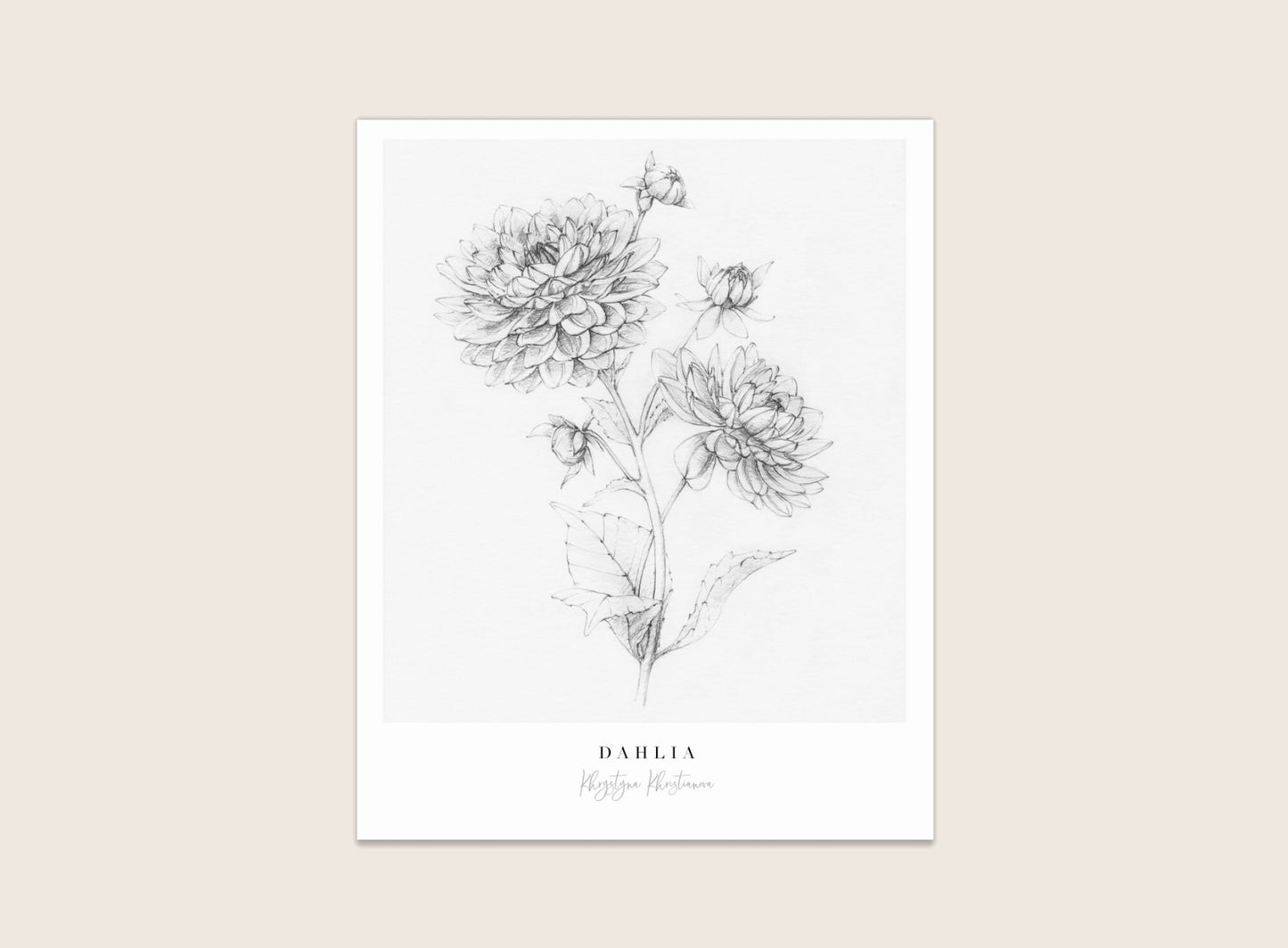 'Dahlia in pencil' giclee print. Unframed