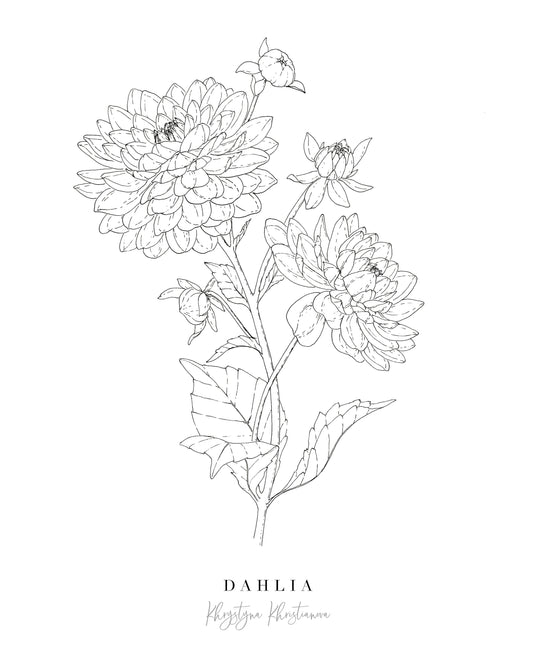 'Dahlia in ink' giclee print. Unframed