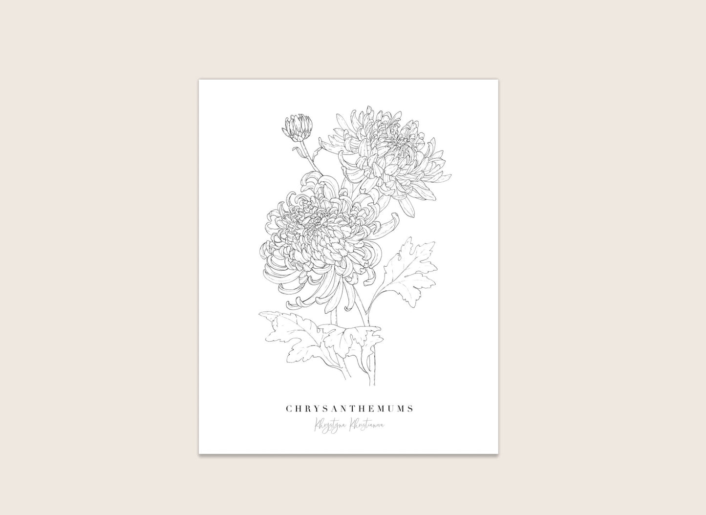 'Chrysanthemums' giclee print. Unframed