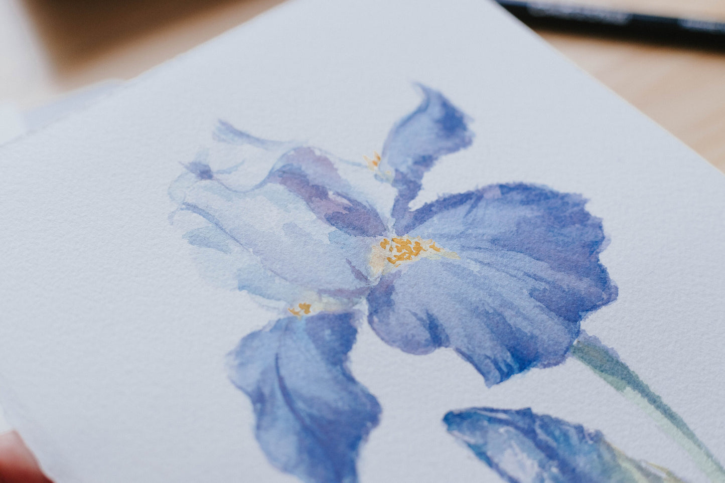 'Blue Iris' original watercolor illustration, 6.5x7in